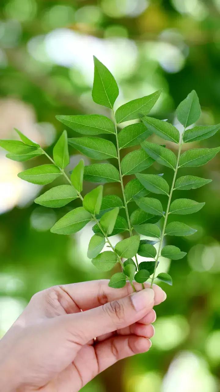 From Tadka to Chutney: A Complete Guide to Curry Leaves, Their Nutrition and Potential Benefits, Plus Delicious Healthy Recipes to Try at Home